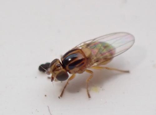 Réf. 286 156 : Thaumatomyia notata